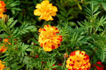 Fototapeta premium Marigolds flowering in the garden in summertime.