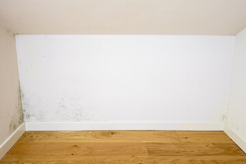 Mold growing on damp attic wall causing damage