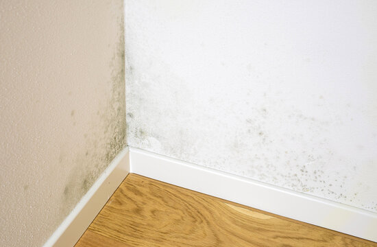 Black mold growing on house wall corner