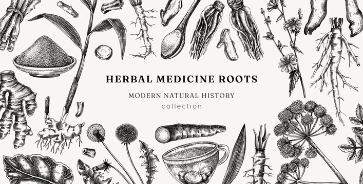 Medicinal herb roots frame design. Herbal medicine ingredients hand drawn vector illustration. Vintage apothecary plants background. NOT AI generated