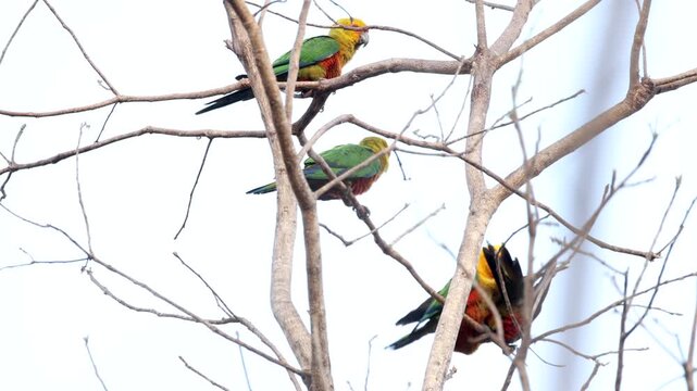 Jandaya parakeet parrot birds in tropical rainforest jungle forest