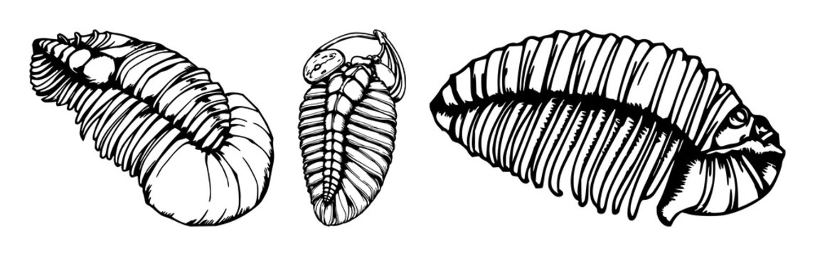 Trilobite set with hand‑drawn fossil detail and antique woodcut style featuring paleontology, scientific illustration, fossil morphology with anatomy and archaeology