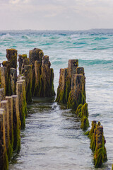 Fototapeta premium Weathered wooden groyne posts streaked with vibrant green moss stretch from sandy shore into calm blue ocean