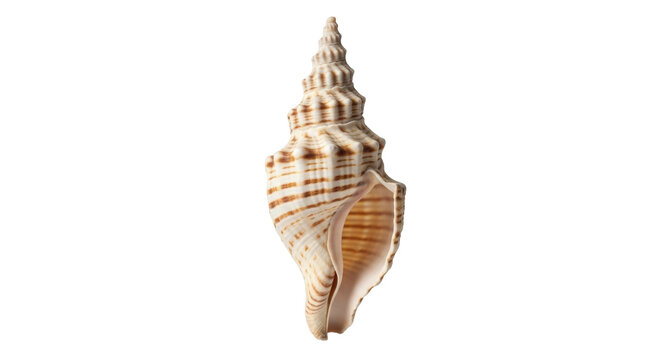 Elegant striped sea shell PNG isolated on transparent backdrop, marine life conch for summer vacation and coastal decor