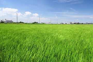 風に吹かれる稲穂を付け始めた真夏の田んぼ風景