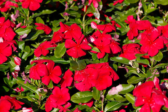 red catharanthus in the garden

