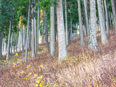 A forest of tall, straight trees with green tops and gray trunks, with a field of brown and yellow grass in the foreground. Rabbi valley,Stelvio National Park,Trentino,Italy