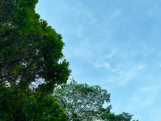 Obraz premium Upward view of lush green tree foliage and branches forming a natural canopy against a clear blue sky with soft clouds
