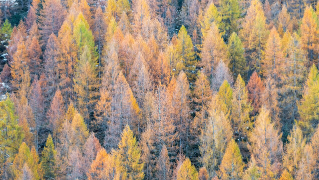 Aerial view of a dense forest of larch trees in autumn colors, ranging from green to yellow and orange. Rabbi valley,Stelvio National Park,Trentino,Italy