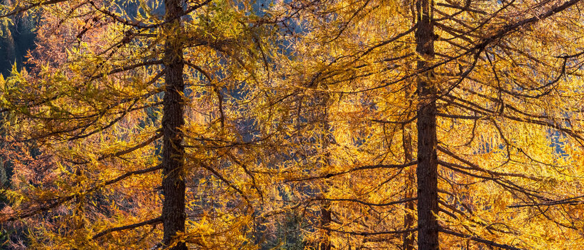 Close-up of golden larch trees in autumn sunlight, their branches intertwined. Rabbi valley,Stelvio National Park,Trentino,Italy