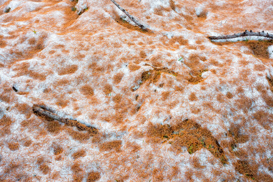 Ground covered in orange pine needles and patches of snow, with a few small branches visible. Rabbi valley,Stelvio National Park,Trentino,Italy