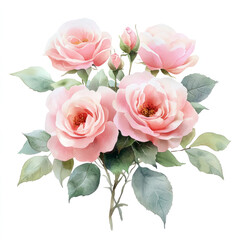 Fototapeta premium watercolor pink roses floral bouquet, vintage illustration isolated on a transparent background