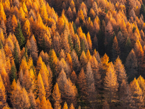 A dense forest of golden larch trees in autumn, viewed from above. Rabbi valley,Stelvio National Park,Trentino,Italy