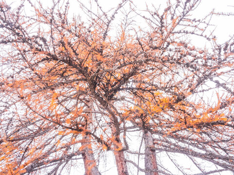 Looking up at larch trees with orange needles and cones against a bright sky. Rabbi valley,Stelvio National Park,Trentino,Italy