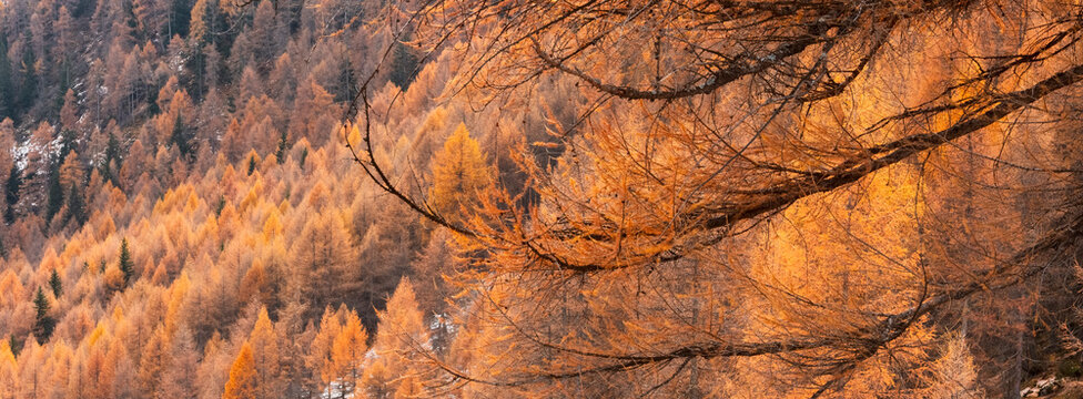 A hillside covered in golden larch trees in autumn, with bare branches in the foreground. Rabbi valley,Stelvio National Park,Trentino,Italy