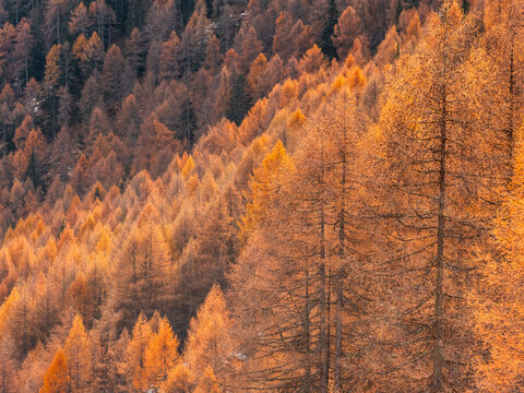 A hillside covered in autumn-colored larch trees, ranging from golden to brown. Rabbi valley,Stelvio National Park,Trentino,Italy