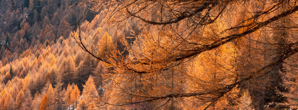 A panoramic view of a mountainside covered in golden larch trees, with branches in the foreground. Rabbi valley,Stelvio National Park,Trentino,Italy