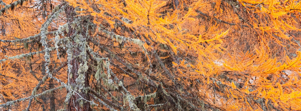Close-up of a larch tree with vibrant orange needles and lichen-covered branches. Rabbi valley,Stelvio National Park,Trentino,Italy