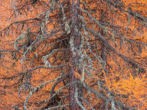 Close-up of a larch tree with orange needles and lichen-covered branches. Rabbi valley,Stelvio National Park,Trentino,Italy