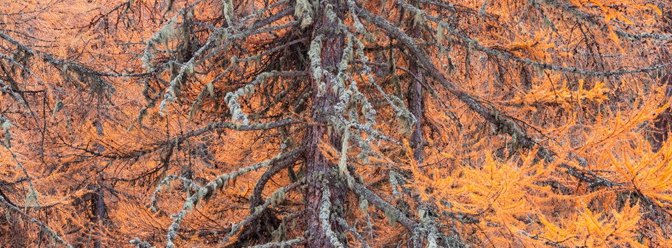 Close-up of a larch tree with golden needles and lichen-covered branches. Rabbi valley,Stelvio National Park,Trentino,Italy