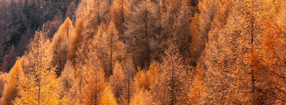 A dense forest of golden larch trees in autumn, filling the frame. Rabbi valley,Stelvio National Park,Trentino,Italy