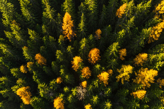 Aerial view of a dense forest with green fir trees and patches of yellow larch trees in autumn. Rabbi valley,Stelvio National Park,Trentino,Italy