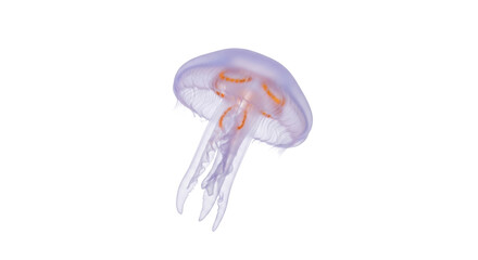 Translucent moon jellyfish PNG isolated on transparent background, captivating marine creature with delicate tentacles and ethereal glow © Maria