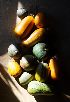 Variedad de calabazas y zapallos org&aacute;nicos bajo luz solar intensa y sombras marcadas.