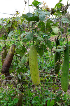 Natural luffa gourds hanging from a trellis in a rural plantation. The image captures the fruit under direct, harsh sunlight, highlighting the textures of the climbing plant and the developing sponges