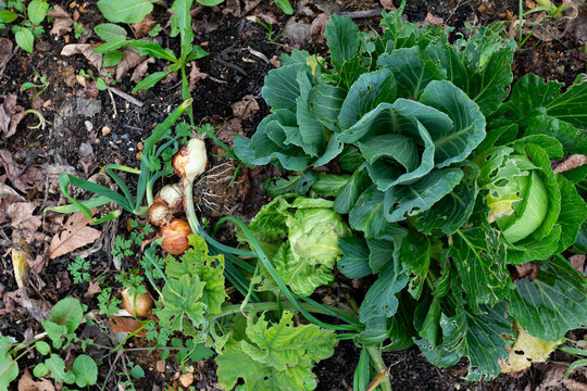 Cosecha de coles frescas y cebollas org&aacute;nicas directamente del suelo del huerto.
