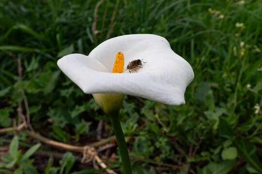 Honey bee pollinating a white Calla Lily flower in a green garden