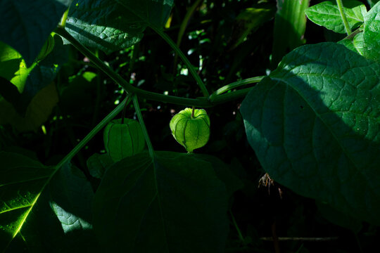 Physalis fruit (Golden Berry) growing on a vine with natural backlight.