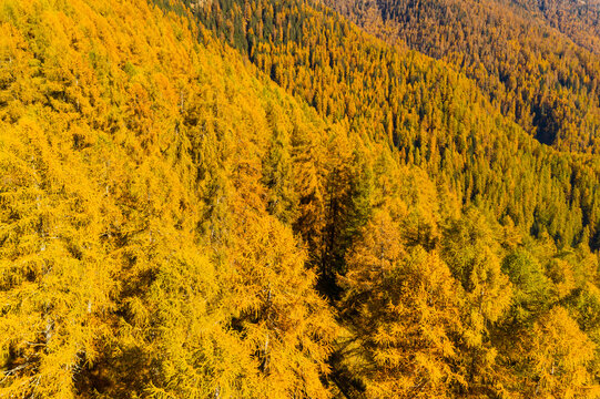 A hillside covered in golden autumn larch trees, viewed from above. Rabbi valley,Stelvio National Park,Trentino,Italy