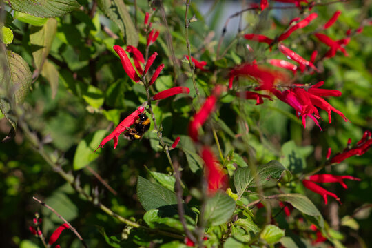 Bumblebee pollinating red salvia flowers in a sunlit garden.