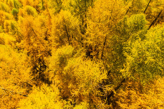 Aerial view of a dense forest with vibrant yellow and green autumn foliage. Rabbi valley,Stelvio National Park,Trentino,Italy