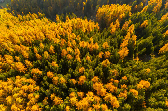 Aerial view of a forest with green and yellow trees in autumn. Rabbi valley,Stelvio National Park,Trentino,Italy
