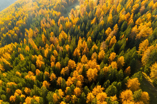 Aerial view of a forest with green and golden larches in autumn. Rabbi valley,Stelvio National Park,Trentino,Italy