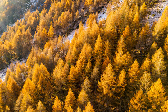 Aerial view of a mountainside covered in golden larch trees, with patches of snow visible. Rabbi valley,Stelvio National Park,Trentino,Italy