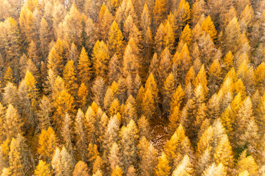 Aerial view of a dense forest of larches trees with golden autumn foliage. Rabbi valley,Stelvio National Park,Trentino,Italy