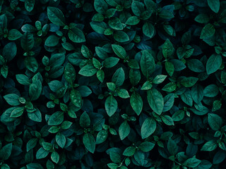Dark green leaf pattern, Natural background texture. © jirachaya