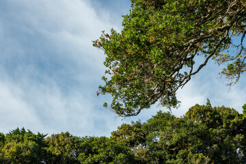 Fototapeta premium Lush green tree canopy of a cloud forest reaching towards a softly clouded blue sky, highlighting the vibrant foliage and natural beauty of Chiriqui, Panama - stock photo