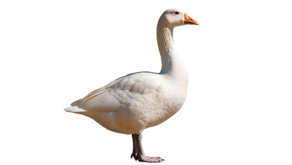 Obraz premium Isolated white domestic goose standing elegantly, side view, tranquil farm animal portrait.