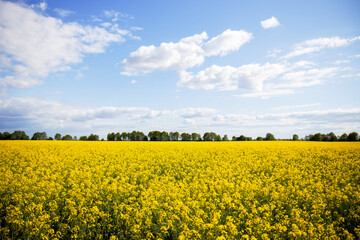 Obraz premium Beautiful agricultural scenery of yellow canola crops blossoming near a green forest grove in springtime