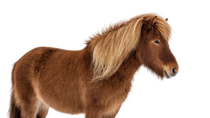 Isolated majestic brown Icelandic horse pony with long flowing blonde mane in profile view © Lyra