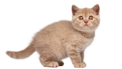 Isolated cute fluffy young beige British Shorthair kitten standing, looking at camera playfully © Lyra