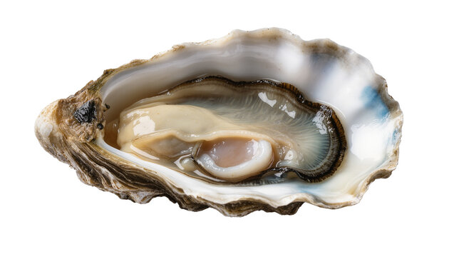 Isolated fresh raw oyster, open shell revealing succulent meat, gourmet seafood delicacy