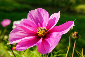 Honey bee gathering nectar on pink cosmos flower © FaRifo