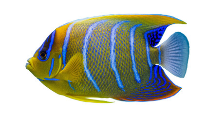 Isolated vibrant blue and yellow tropical angelfish with striped pattern on side profile © Lyra