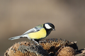 Beautiful wild great tit sitting on an old dry sunflower plant in natural habitat © drakuliren