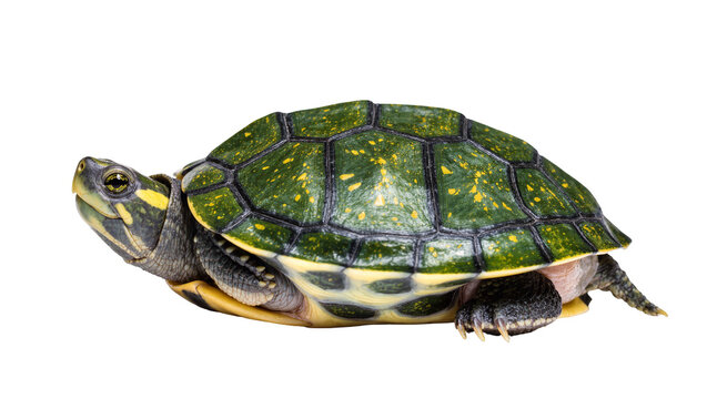 Isolated spotted water turtle with beautiful green shell and yellow markings, side view portrait
